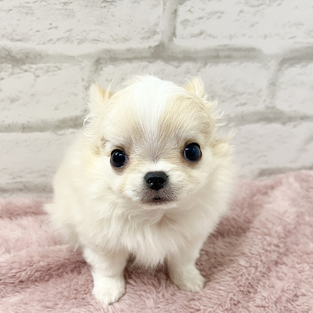 アピールがあざとかわいいチワワくん＊ペットショップ犬の家京都樟葉店
